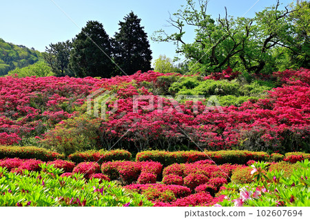 伊豆小室山杜鵑園 伊豆小室山杜鵑園 102607694