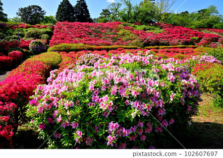 Izu Komuroyama Azalea Garden 102607697