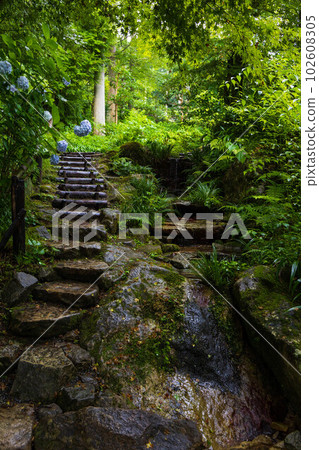 Summer in Kyoto Ohara Hydrangea garden at Sanzen-in with lush greenery 102608305