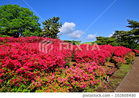 Izu Komuroyama Azalea Garden Izu Komuroyama Azalea Garden 102608480
