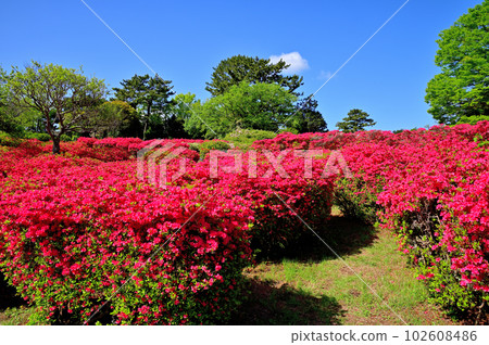 Izu Komuroyama Azalea Garden Izu Komuroyama Azalea Garden 102608486