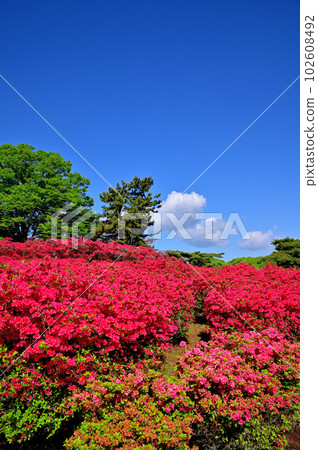 Izu Komuroyama Azalea Garden 102608492
