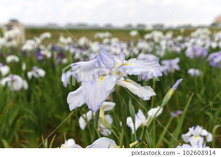 Iris flower Iris flower 102608914