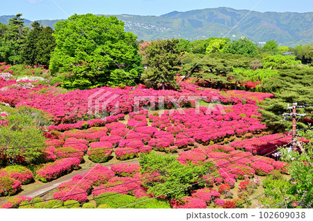 Izu Komuroyama Azalea Garden 102609038