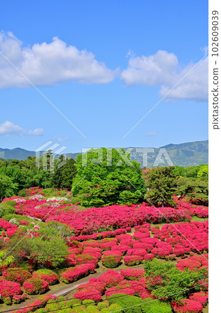 Izu Komuroyama Azalea Garden 102609039