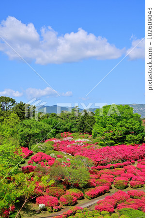 Izu Komuroyama Azalea Garden Izu Komuroyama Azalea Garden 102609043