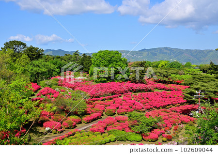 Izu Komuroyama Azalea Garden Izu Komuroyama Azalea Garden 102609044