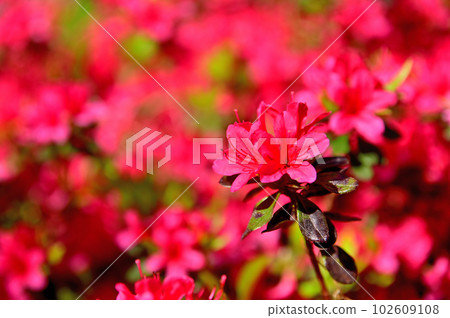 Izu Komuroyama Azalea Garden Izu Komuroyama Azalea Garden 102609108