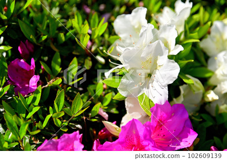 伊豆小室山杜鵑園 102609139