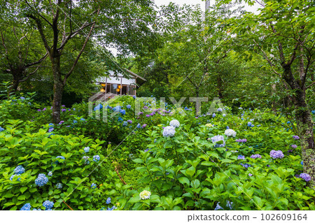 Summer in Kyoto Ohara Hydrangea garden at Sanzen-in with lush greenery Summer in Kyoto Ohara Hydrangea garden at Sanzen-in with lush greenery 102609164