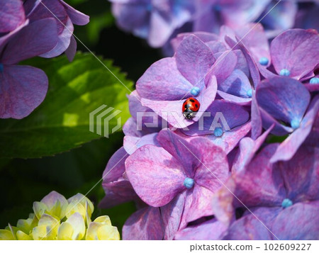 ladybug perched on hydrangea ladybug perched on hydrangea 102609227