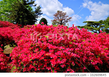 Izu Komuroyama Azalea Garden 102609645