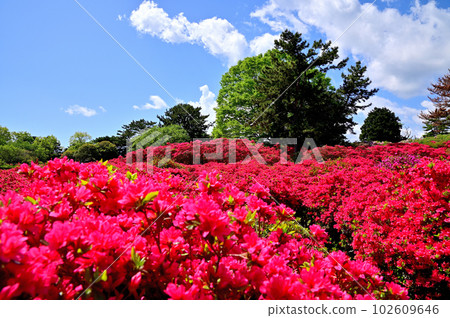 Izu Komuroyama Azalea Garden Izu Komuroyama Azalea Garden 102609646