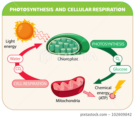 Photosynthesis and Cellular Respiration Diagram 102609842