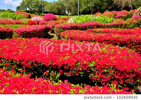 Izu Komuroyama Azalea Garden Izu Komuroyama Azalea Garden 102609930