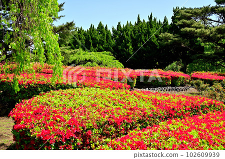 Izu Komuroyama Azalea Garden 102609939