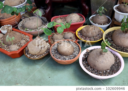 Stephania erecta trees in pot. 102609946