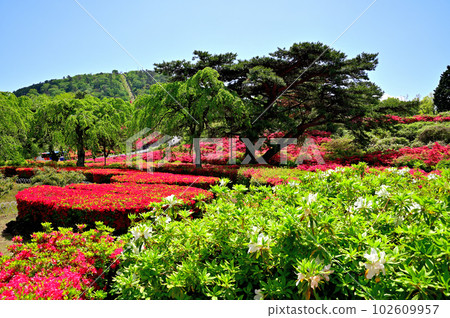Izu Komuroyama Azalea Garden Izu Komuroyama Azalea Garden 102609957