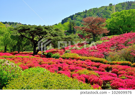 伊豆小室山杜鵑園 102609976