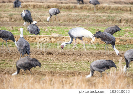 洪水的法力起重機 洪水的法力起重機 102610033