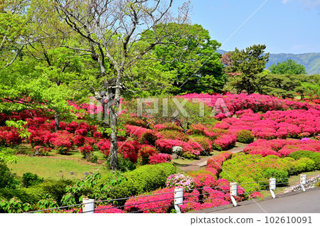 Izu Komuroyama Azalea Garden 102610091