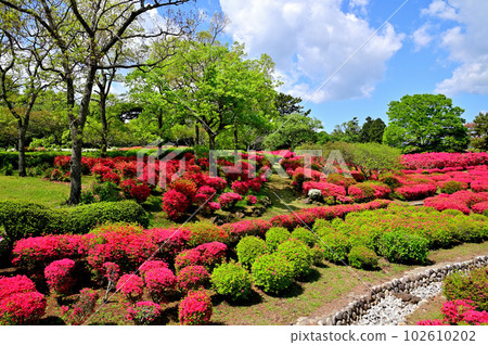 Izu Komuroyama Azalea Garden Izu Komuroyama Azalea Garden 102610202