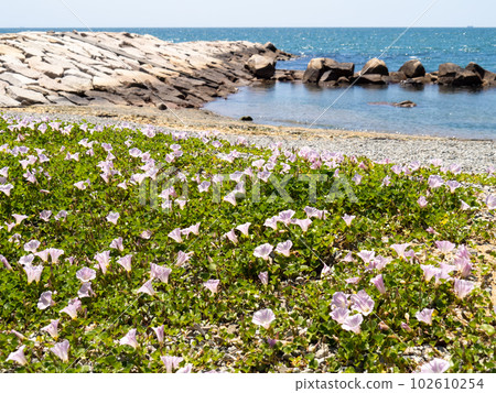A sandy beach of the Seto Inland Sea (Harimanada) in early summer with bindweed flowers blooming. The coast in Akashi City, Hyogo Prefecture. 102610254