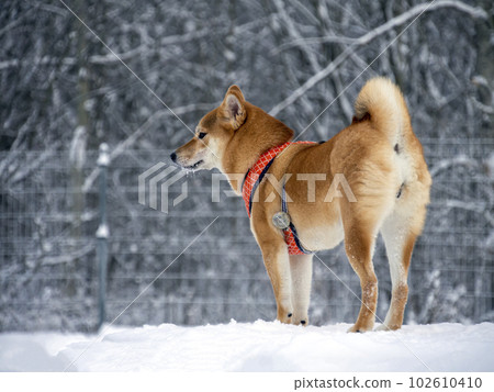 Shiba inu 2024 winter coat