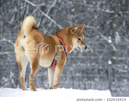 Japanese red coat dog is in winter forest. Portrait of beautiful Shiba inu playing on the snow Japanese red coat dog is in winter forest. Portrait of beautiful Shiba inu playing on the snow 102610414