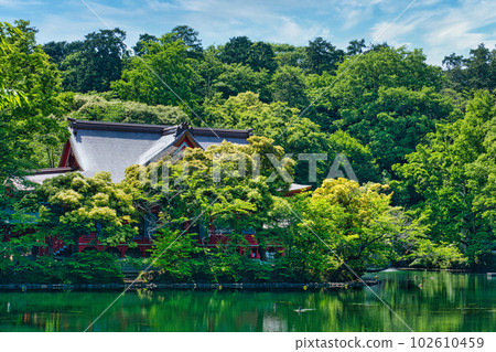 Haru Inokashira Onshi Park with beautiful fresh green scenery of Inokashira Benzaiten Haru Inokashira Onshi Park with beautiful fresh green scenery of Inokashira Benzaiten 102610459