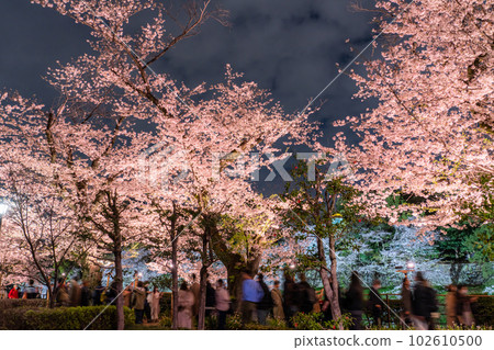 "Tokyo" Chidorigafuchi in spring, night view of cherry blossoms in full bloom 102610500