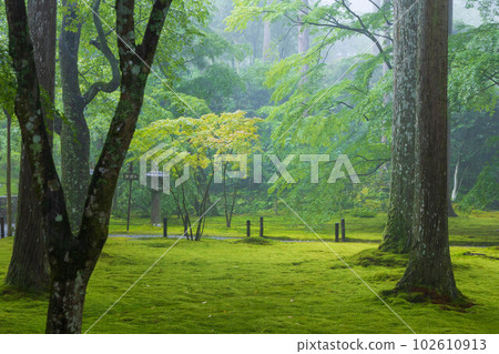 Summer in Ohara, Kyoto Sanzenin in heavy rain Yuseien 102610913