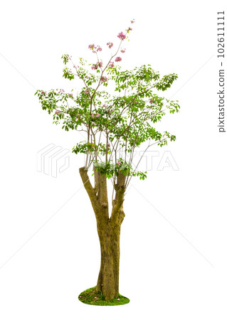 Pink Trumpet Tree or Tabebuia Rosea Isolated 102611111