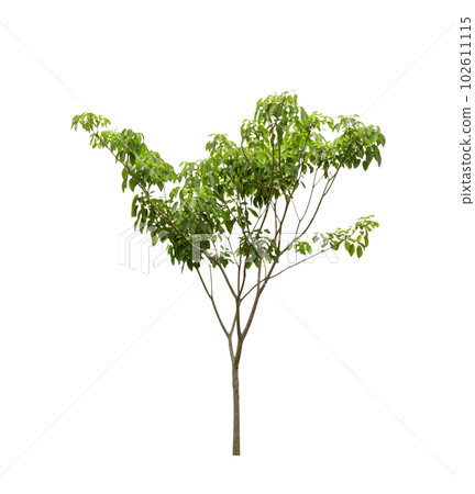 Green Tree isolated Green Tree isolated 102611115