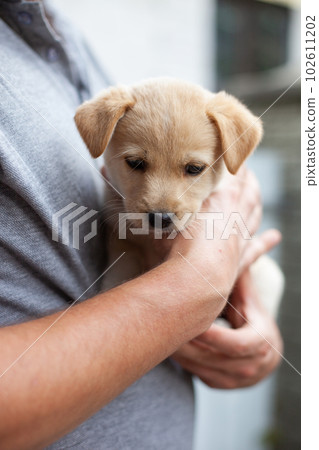 Man holding homeless puppy in hands. Man holding homeless puppy in hands. 102611202