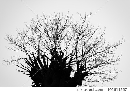 A tree with many thin branches without leaves, monochrome 102611267