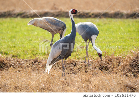 Cranes of Izumi City Cranes of Izumi City 102611476
