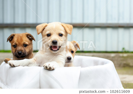 small cute dogs in the yard small cute dogs in the yard 102611609