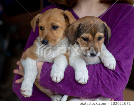 Girl holding homeless puppies in hands. Girl holding homeless puppies in hands. 102611671