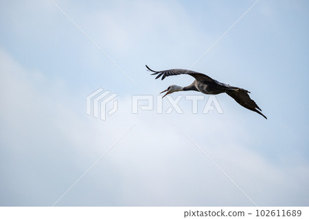 和泉市的起重機 102611689