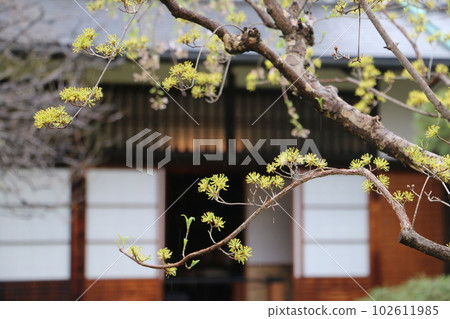 Sunshine decorating the Mitsui House in Open Air Architectural Museum 102611985