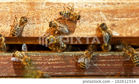 Flying honey bees into beehive. Flying honey bees into beehive. 102612314