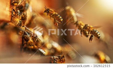 Flying honey bees into beehive. Flying honey bees into beehive. 102612315
