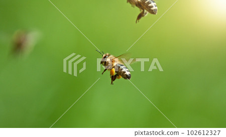 Flying honey bees isolated on green background. Flying honey bees isolated on green background. 102612327