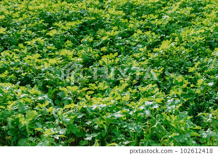 Close up of fresh thick grass with water drops in the early morning. Closeup of lush uncut green grass with drops of dew in soft morning light 102612418