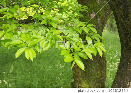 有新葉子發芽的老柿子樹 102612554