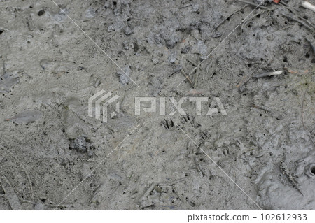 Mongoose Footprints (Okinawa) Mongoose Footprints (Okinawa) 102612933
