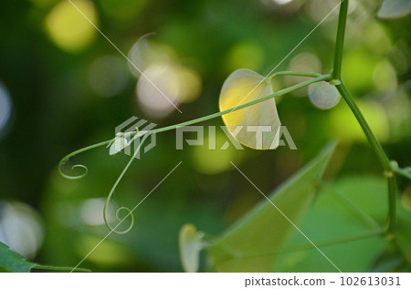 卷鬚創造的美麗自然藝術（以圓形散景為背景的 Hakamazura 卷鬚很漂亮） 102613031