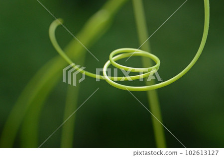 Beautiful natural art created by tendrils Beautiful natural art created by tendrils 102613127
