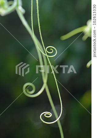 蔓藤造就的美麗自然藝術（三個吊葫蘆蔓蔓很美） 102613330